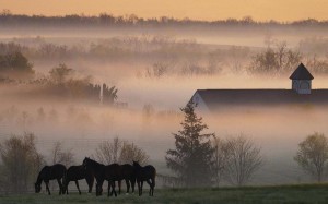 HorseFarm